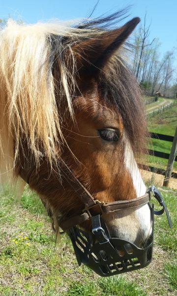 GreenGuard Grazing Muzzle