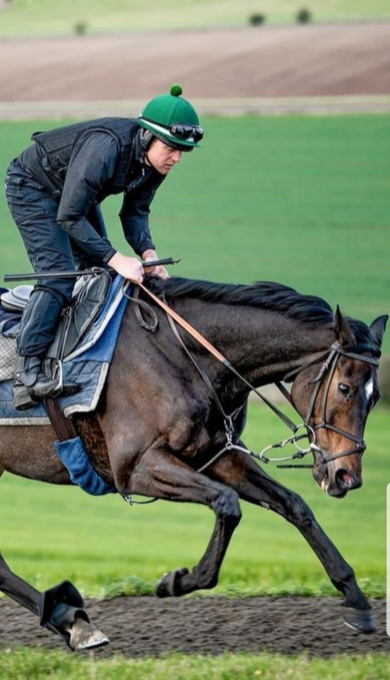Rein Rite Rein Rite Racing Training Aid – The Tack Shop of Lexington