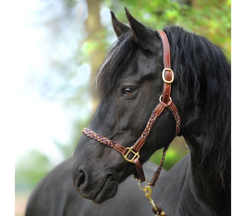 Kavalkade Tessa Braided Halter