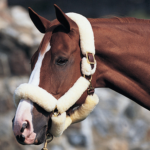 Beval Deluxe Leather Shipping Halter - The Tack Shop of Lexington