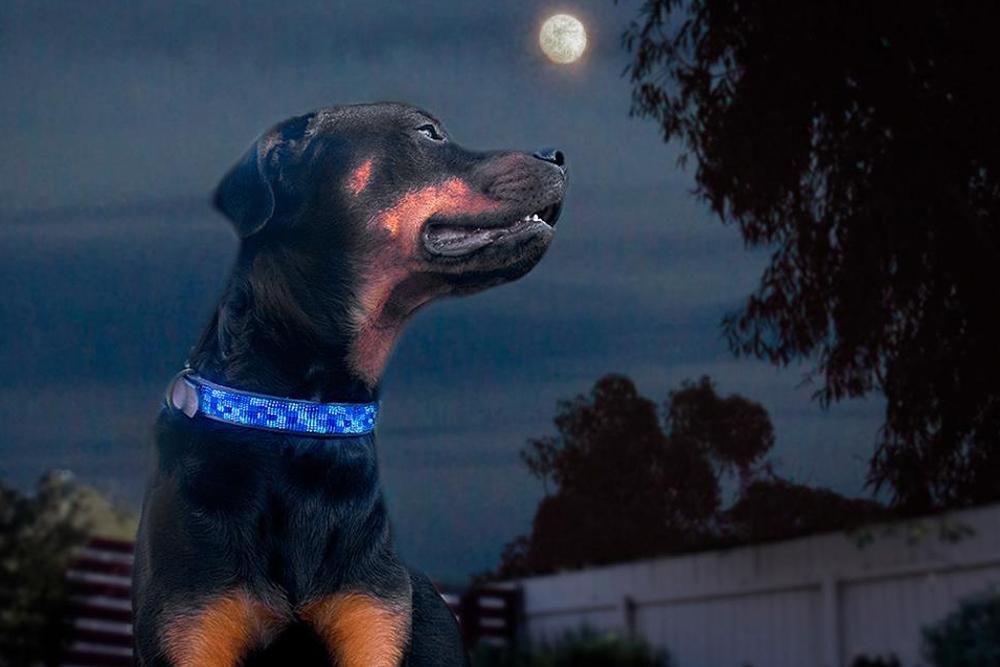 Kenyan Collection Moonbeam Beaded Dog Collar