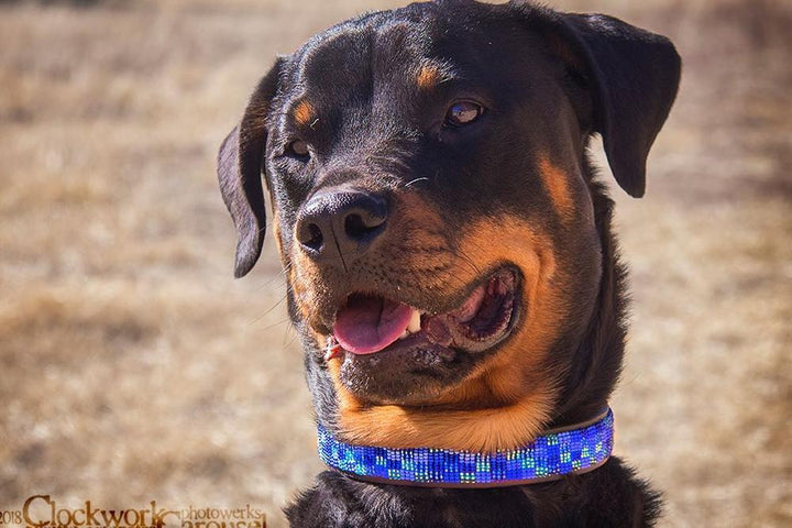 Kenyan Collection Moonbeam Beaded Dog Collar