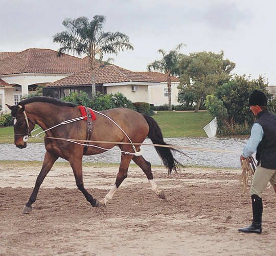 Pessoa Lunging System - The Tack Shop of Lexington