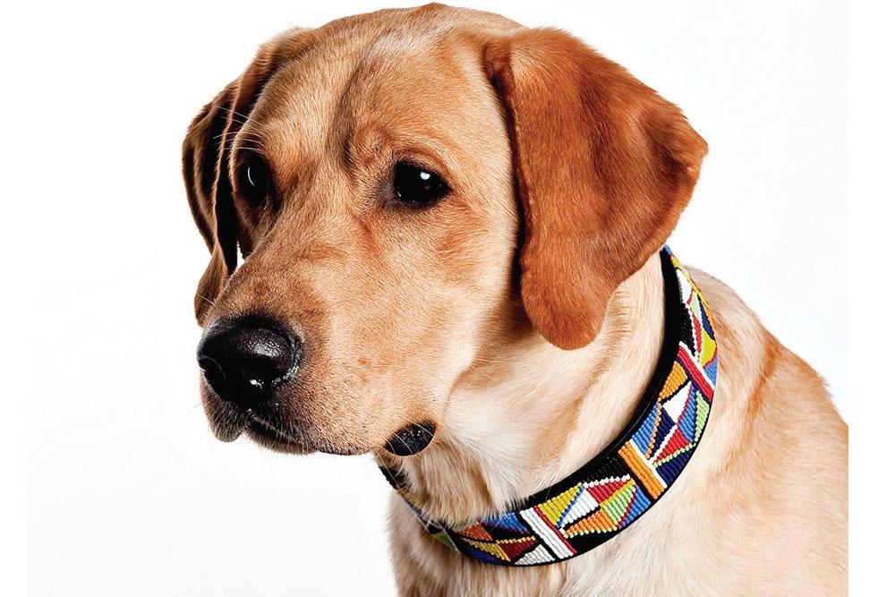 Kenyan Collection Primary Beaded Dog Collar