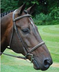 Black Oak Aster Bridle - The Tack Shop of Lexington