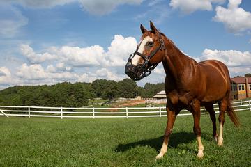 GreenGuard Premium Breakaway Halter