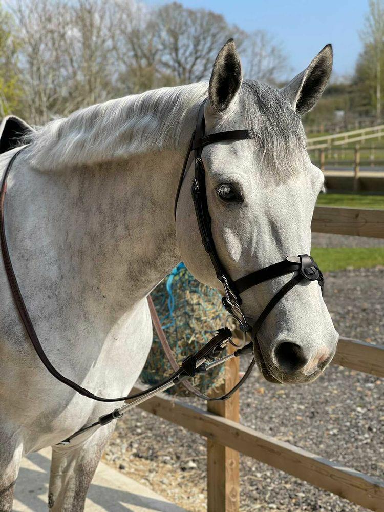 Rein Rite Rein Rite Pony Training Aid – The Tack Shop of Lexington