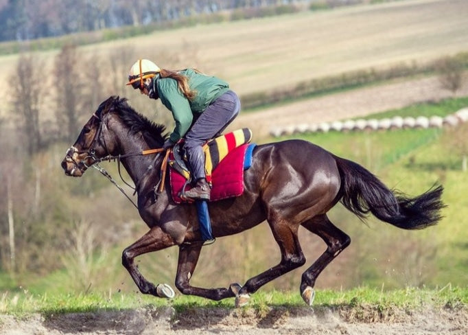 Rein Rite Rein Rite Racing Training Aid – The Tack Shop of Lexington