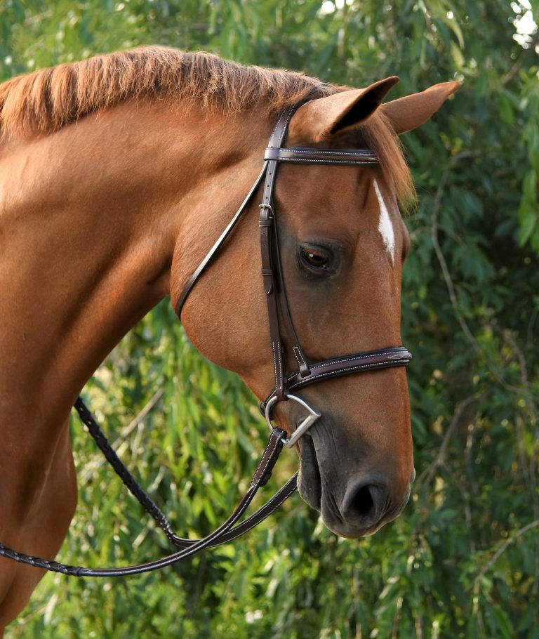 Red Barn Icon Bridle