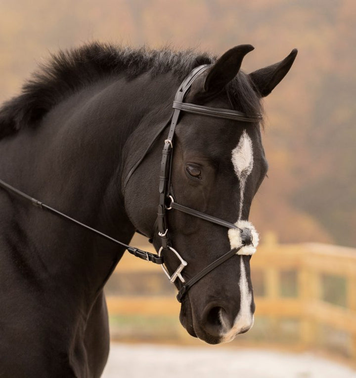 Black Oak Birch Figure 8 Bridle
