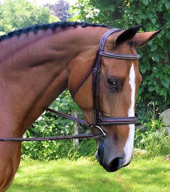 Black Oak Laurel Bridle