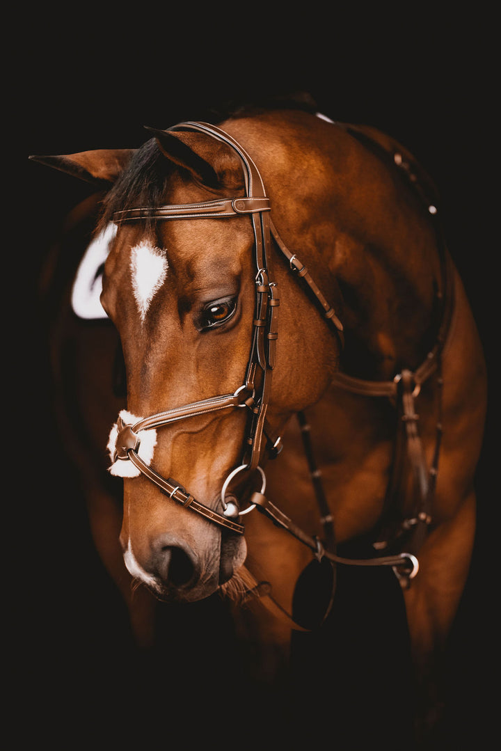 Arion Anatomic Figure 8 Bridle