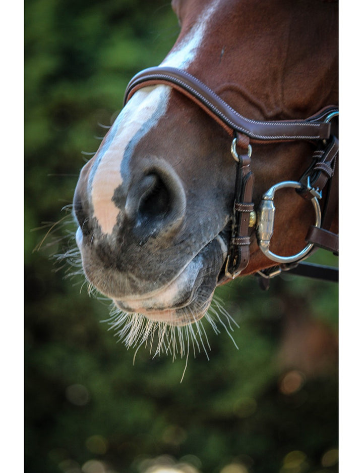Jump'In - One New York  Bridle with reins