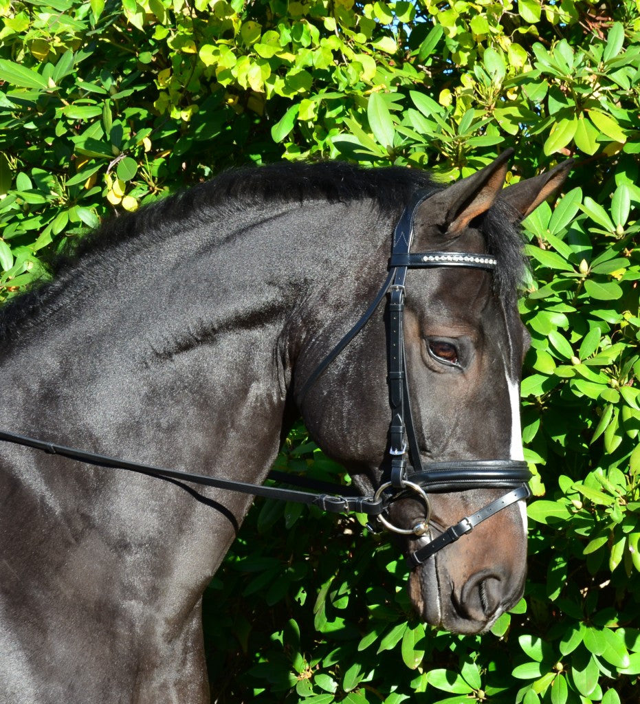 KL Select Black Oak Larkspur Bridle - The Tack Shop of Lexington