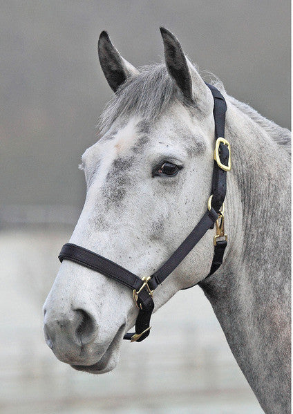 Shires 'Topaz' Leather Breakaway Nylon Halter - The Tack Shop of Lexington